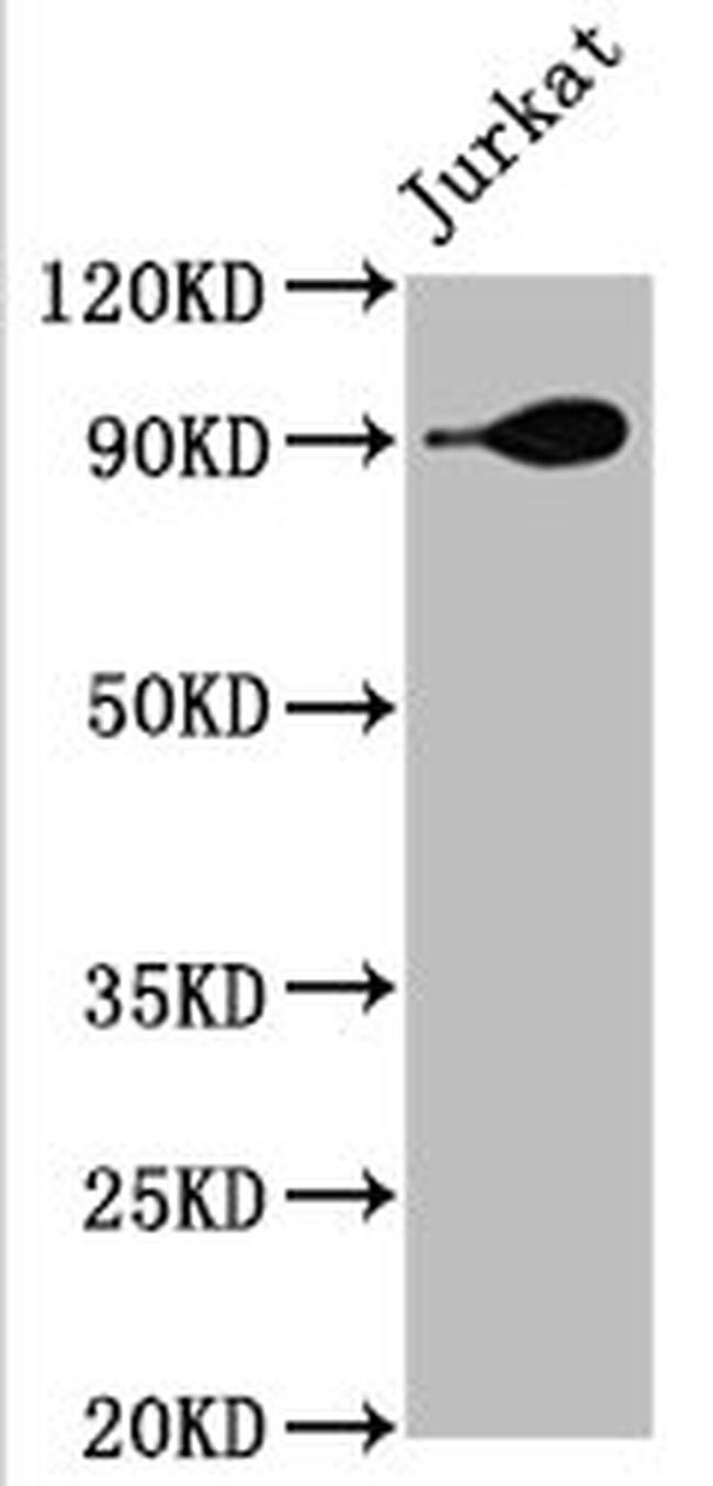 HSP90 alpha Antibody in Western Blot (WB)