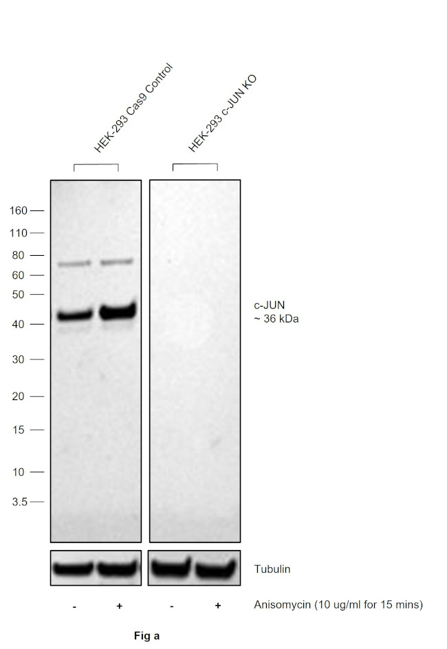 Phospho-c-Jun (Ser63) Antibody in Western Blot (WB)