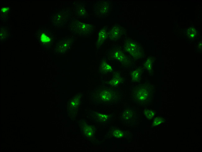 Phospho-c-Jun (Ser63) Antibody in Immunocytochemistry (ICC/IF)