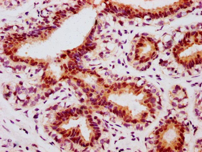 Phospho-c-Jun (Ser63) Antibody in Immunohistochemistry (Paraffin) (IHC (P))