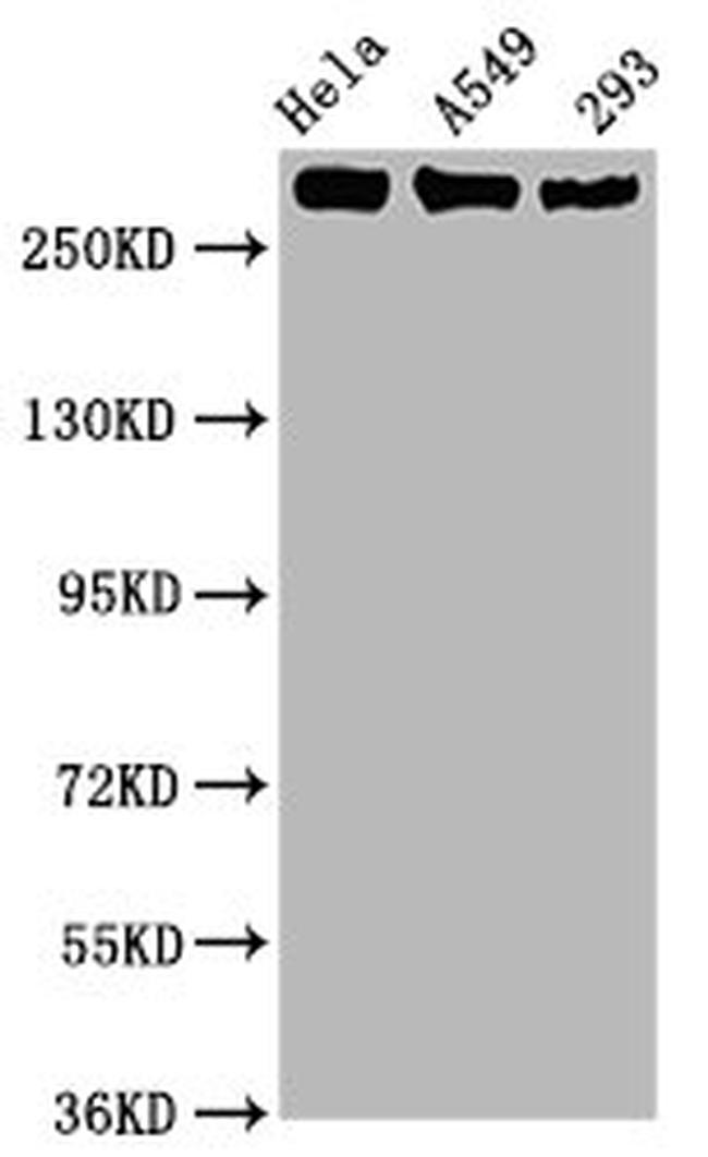 Phospho-RNA pol II CTD (Ser2) Antibody in Western Blot (WB)