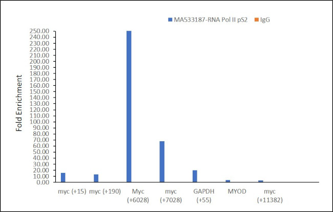 Phospho-RNA pol II CTD (Ser2) Antibody in ChIP Assay (ChIP)