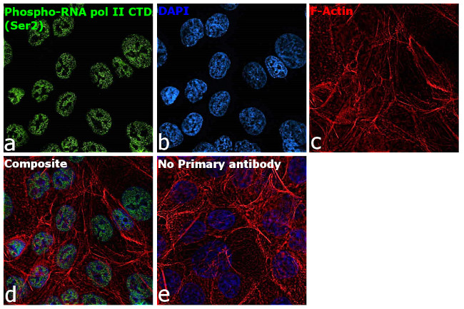 Phospho-RNA pol II CTD (Ser2) Antibody in Immunocytochemistry (ICC/IF)