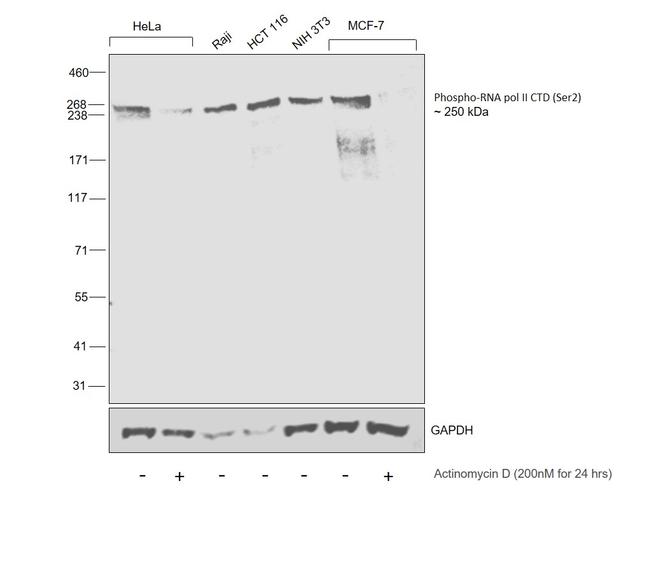 Phospho-RNA pol II CTD (Ser2) Antibody in Western Blot (WB)