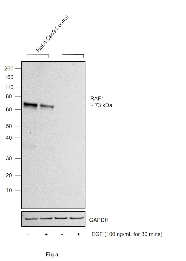 Phospho-c-Raf (Ser621) Antibody in Western Blot (WB)