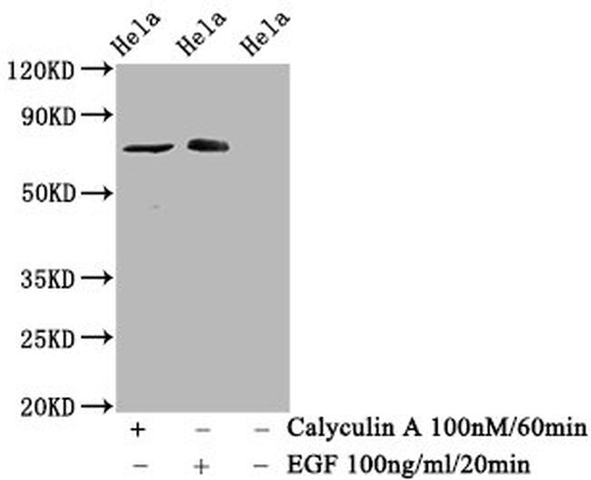 Phospho-c-Raf (Ser621) Antibody in Western Blot (WB)