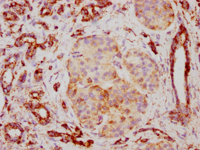 TSPO Antibody in Immunohistochemistry (Paraffin) (IHC (P))