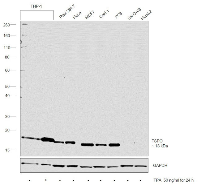 TSPO Antibody