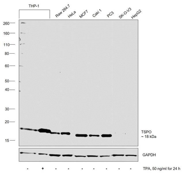 TSPO Antibody in Western Blot (WB)