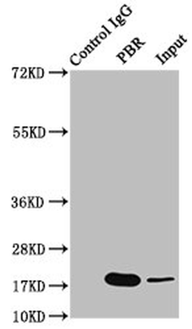 TSPO Antibody in Western Blot (WB)