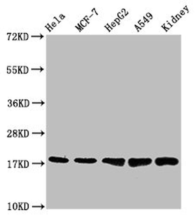 TSPO Antibody in Western Blot (WB)