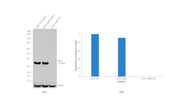 VDAC Antibody in Western Blot (WB)