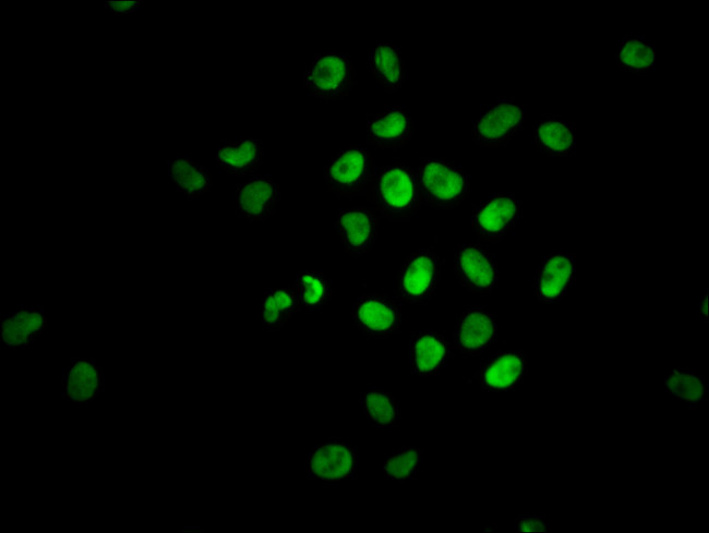 Phospho-Nrf2 (Ser40) Antibody in Immunocytochemistry (ICC/IF)