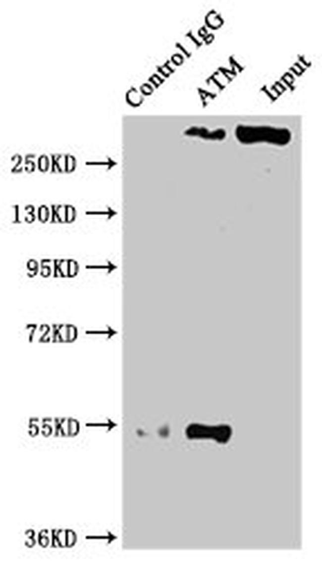 ATM Antibody in Western Blot (WB)