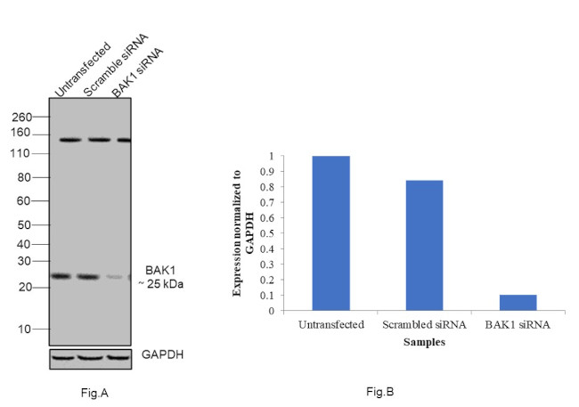 BAK Antibody