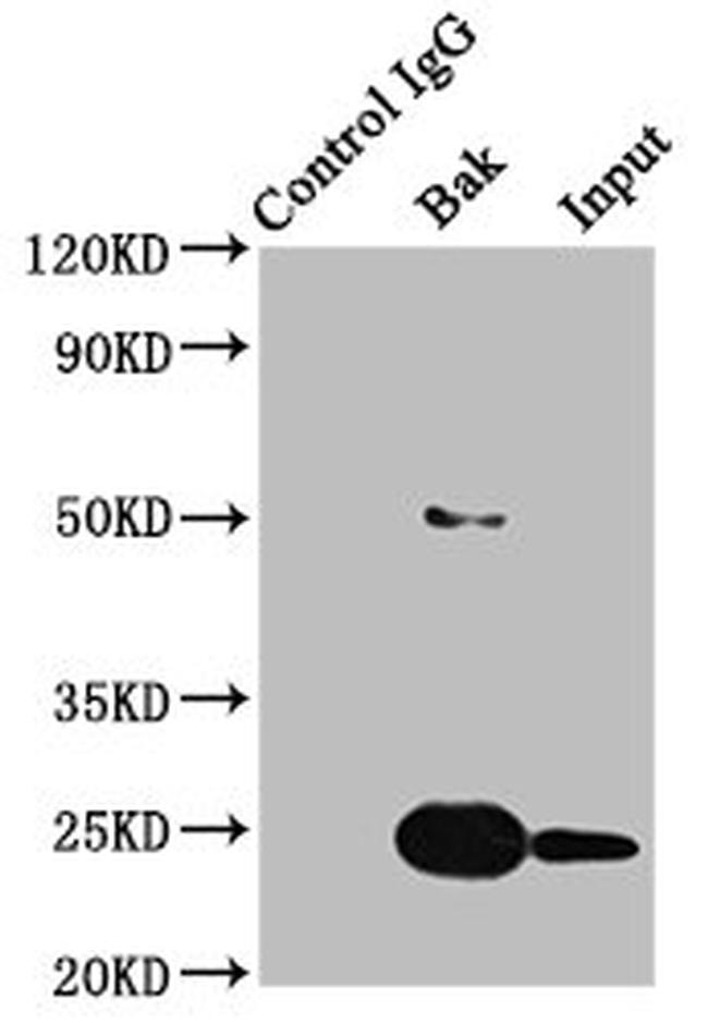 BAK Antibody in Western Blot (WB)