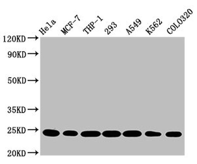 BAK Antibody in Western Blot (WB)