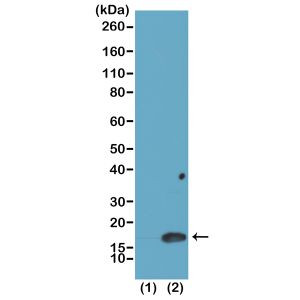 H3K4me2 Antibody in Western Blot (WB)