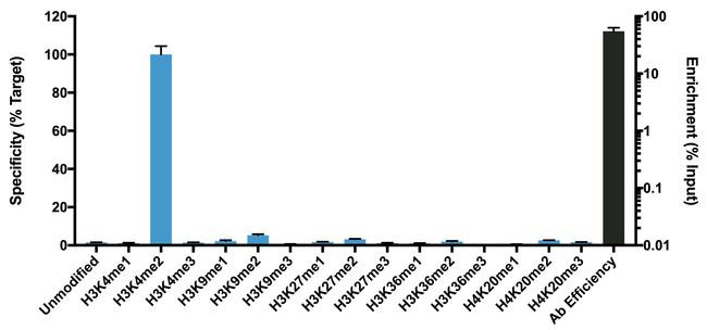 H3K4me2 Antibody