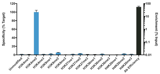 H3K4me2 Antibody in ChIP Assay (ChIP)