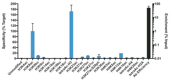 H3K9ac Antibody