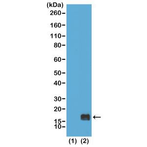 H3K9me1 Antibody in Western Blot (WB)