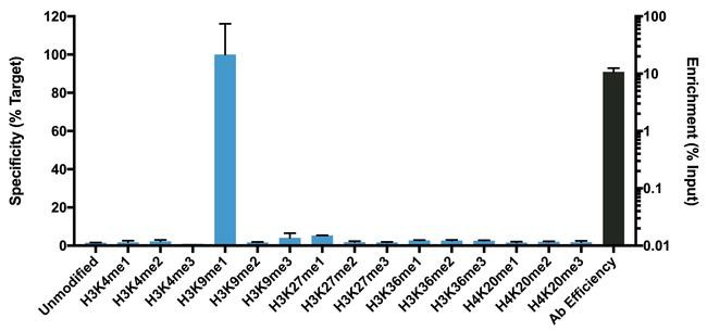 H3K9me1 Antibody