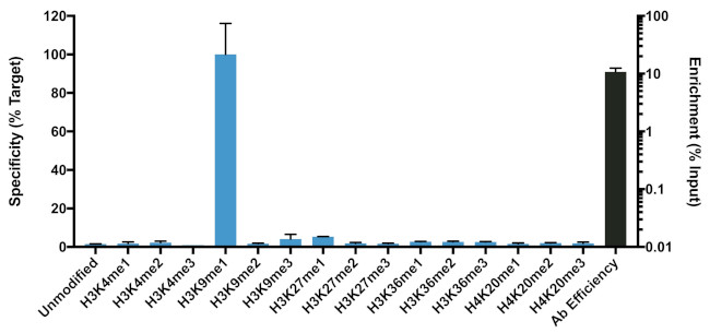 H3K9me1 Antibody in ChIP Assay (ChIP)