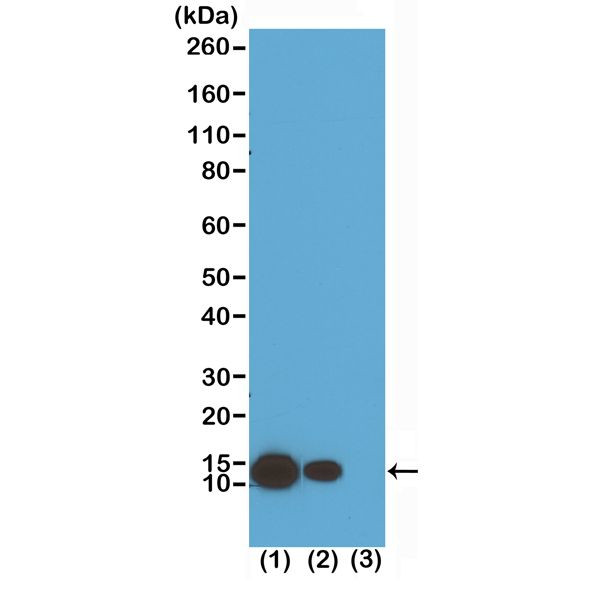 H4K8ac Antibody in Western Blot (WB)