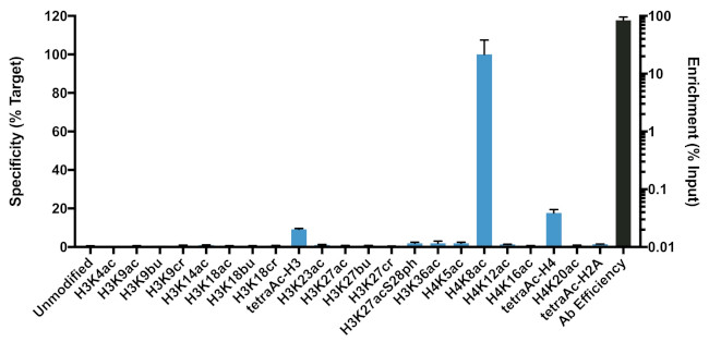 H4K8ac Antibody in ChIP Assay (ChIP)