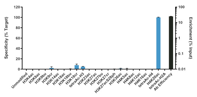 H4K20ac Antibody in ChIP Assay (ChIP)