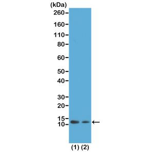 H4K12ac Antibody in Western Blot (WB)