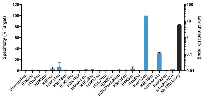 H4K12ac Antibody in ChIP Assay (ChIP)