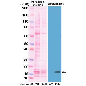 H3.3 K4M oncohistone mutant Antibody in Western Blot (WB)