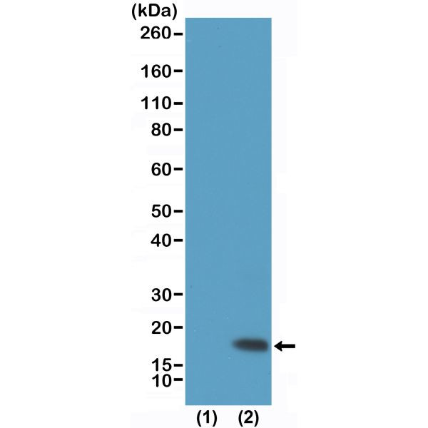 H3K9me3 Antibody in Western Blot (WB)