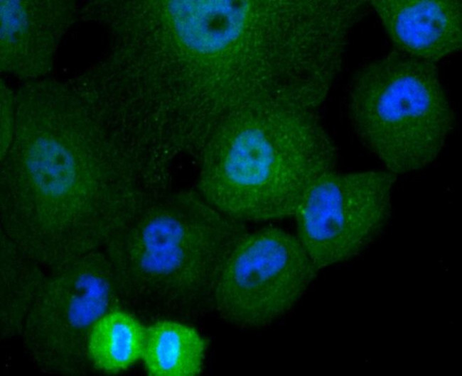 Cullin 4A Antibody in Immunocytochemistry (ICC/IF)