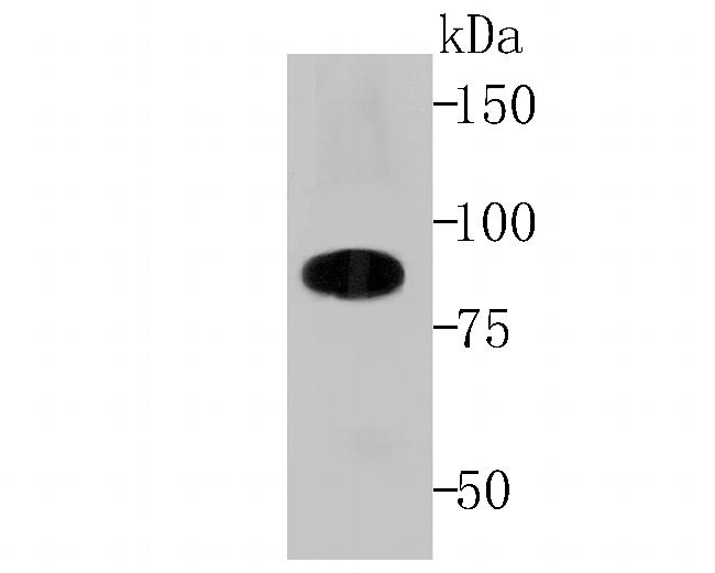 Cullin 4A Antibody in Western Blot (WB)