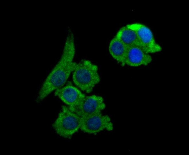 NCK1 Antibody in Immunocytochemistry (ICC/IF)