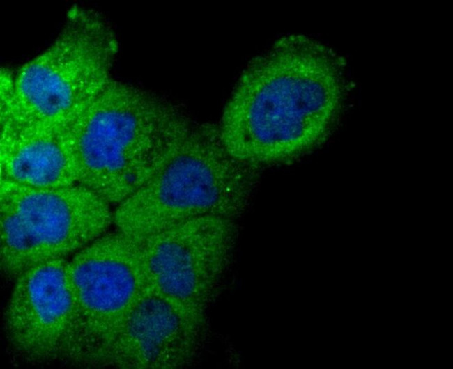 NCK1 Antibody in Immunocytochemistry (ICC/IF)