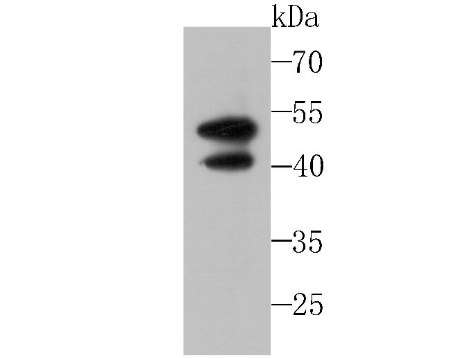 IL13RA1 Antibody in Western Blot (WB)