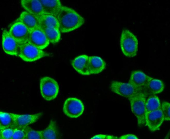 Villin Antibody in Immunocytochemistry (ICC/IF)