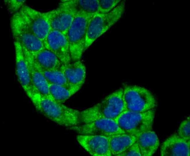 Villin Antibody in Immunocytochemistry (ICC/IF)