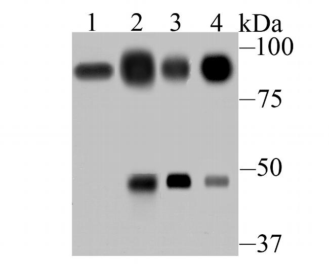 Villin Antibody in Western Blot (WB)