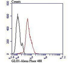 GLO1 Antibody in Flow Cytometry (Flow)