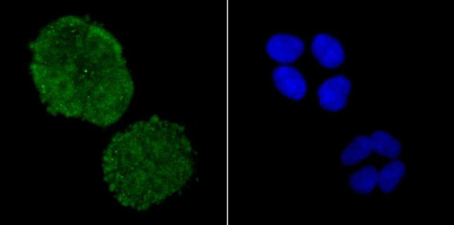 ADAR1 Antibody in Immunocytochemistry (ICC/IF)