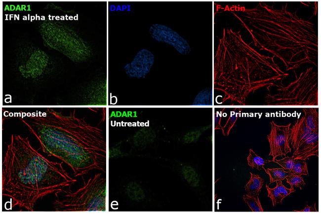 ADAR1 Antibody