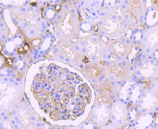 Complement C3 Antibody in Immunohistochemistry (Paraffin) (IHC (P))