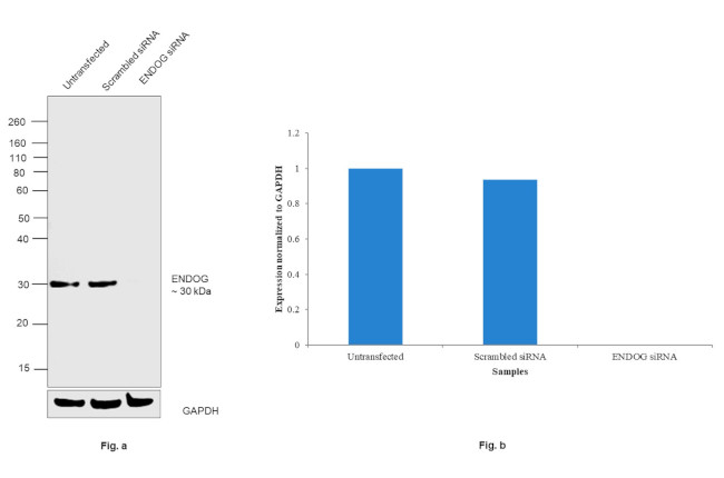 ENDOG Antibody