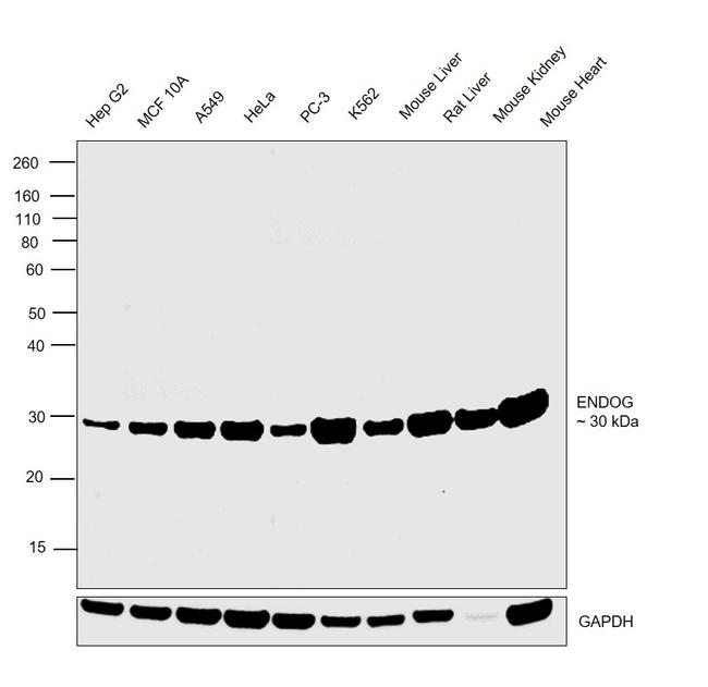 ENDOG Antibody in Western Blot (WB)