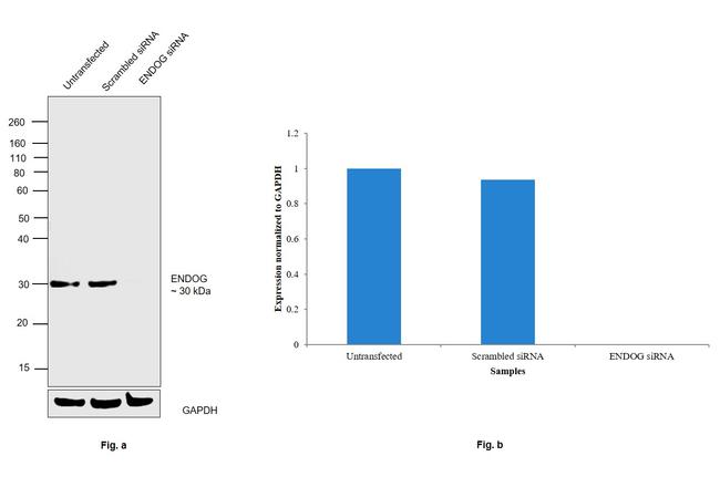 ENDOG Antibody in Western Blot (WB)